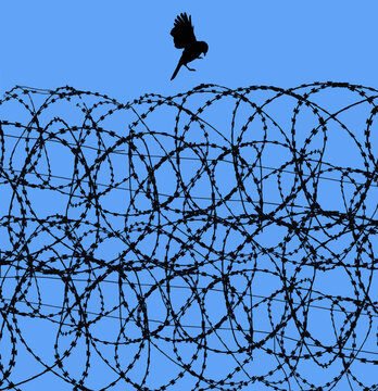 A free bird is about to land on Razor wire, contstantino wire, barbed wire of a prison and is seen in front of a blue sky in this background image.