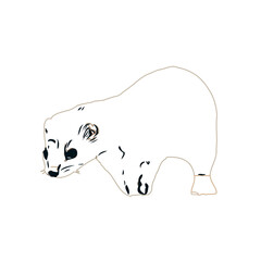 sketch of a weasel with a transparent background