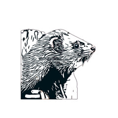 Obraz premium sketch of a weasel with a transparent background
