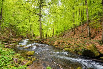 stream in the forest among rocks. countryside scenery in spring. beauty in nature
