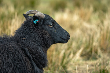 Close up of Scottish Sheep in the Highlands