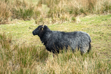 Scottish Sheep in the Highlands