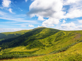 Obraz premium countryside mountain landscape. green meadows and forested hills. sunny morning in summer