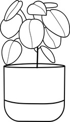 Potted Plant