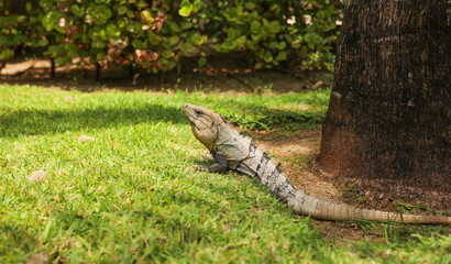 iguana in the wild in the Caribbean symbolizes the beauty and diversity of nature, and the importance of preserving and protecting natural habitats