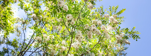 white flowers tree acacia. Blooming clusters of acacia. Honey spring plant. Branches of black locust, Robinia pseudoacacia, false acacia. Closeup, macro.