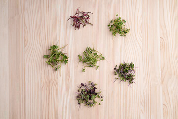 The concept of a healthy lifestyle and diet, eco-product. Groups of various microgreens sprouts