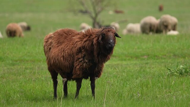 Sheep grazing on the village valley. Agriculture. Farm animals eat grass. Many animals in the field. Farming business