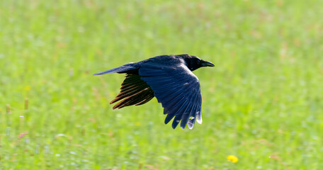Common Raven in flight over green field