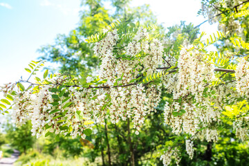 Fototapeta na wymiar Collect nectar from the white flowers of pseudoacacia c on a summer day. Fresh foliage on flowering acacia with a spicy aroma