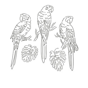 Black lines tropical parrot monstera leaf vector illustration set. Ara macaws paradise bird clipart. Linear sketchy style graphics.