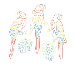 Colourful lines tropical parrot monstera leaf vector illustration set. Ara macaws paradise bird clipart. Linear sketchy style graphics. © AngellozOlga