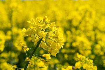 Obraz premium Canola flowers under clear blue sky. Blooming flowering rapeseed canola or colza in latin Brassica Napus, plant for green energy and oil industry, rape seed on blue sky background.