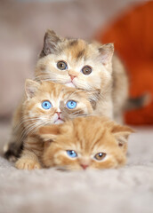 Kitten Babykatzen Stapel übereinander Odd eyed
