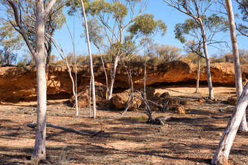 Eucalyptus trees at the granite rock in the outback, western australia, autralia, ozeanien