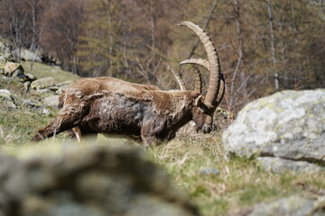 wild alpine capra ibex grazing in the mountain (italian alps). pian della mussa natural park, balme. blurred background