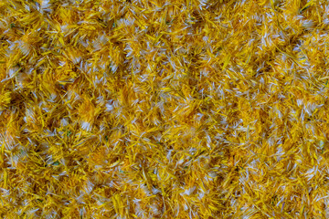 Fresh yellow dandelion flowers petals for jam on a background , top view. Texture raw yellow dandelion petals, closeup