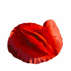 Field poppy flower isolated on white background. Papaver rhoeas flatlay closeup. Vector watercolor illustration.