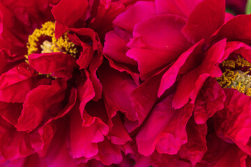 red peony petals background © Natalya Nesterenko