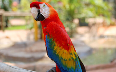 colorful birds of brazil biodiversity