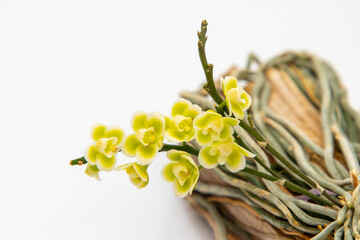 Chiloschista Viridiflor yellow flower buds. Phalaenopsis flowering of a rare of orchids. White background. Big flowers pot garden cattleya orchidaceae family.