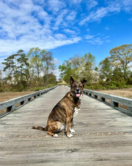 cute mix bred dog looking at camera while outside