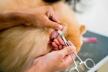 Groomer cleans s Pomeranian dog ears at grooming salon.