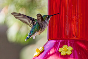 hummingbird in flight