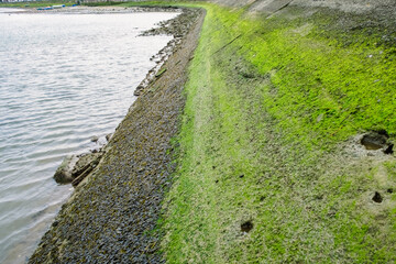 Layers of algae of different species adhered to the edges of the cement of a maritime channel.