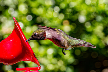 hummingbird in flight