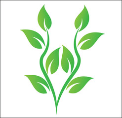 green leaves isolated on white