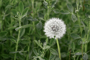 dandelion plant and devil feather in nature,Dandelion pappus close-up,