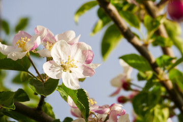 flowering pear tree,close-up pear tree flower,blooming fruit trees,