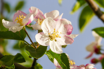 flowering pear tree in nature,flower of pear tree close-up,fruit trees in bloom,