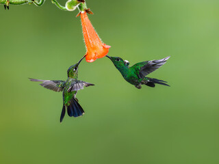 Obraz premium Two Green-crowned brilliant Hummingbird in flight collecting nectar from orange Kohleria flower on green background
