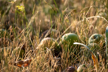 Apples on a green field