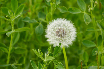 Fototapeta premium dandelion plant and devil feather in nature,Dandelion pappus close-up,