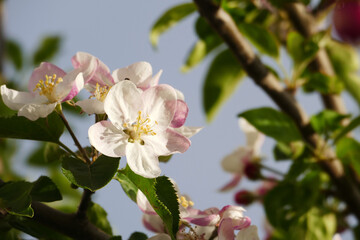 flowering pear tree,close-up pear tree flower,blooming fruit trees,