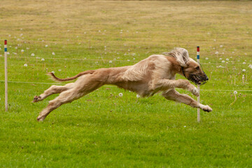 An Afghan greyhound racing during a competition