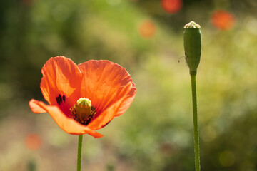 Fototapeta premium red poppy flower