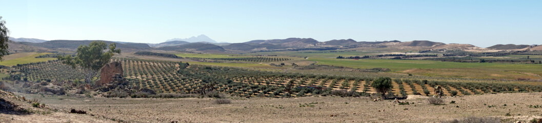 Panorama of an olive grove near the Roman ruins in Uthina, outside of Tunis, Tunisia