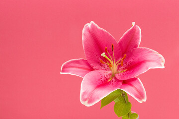 pink lily on pink background