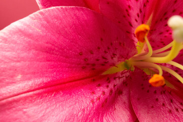 pink lily on pink background