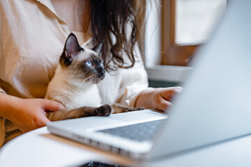 Woman working on laptop with cat sitting together. .