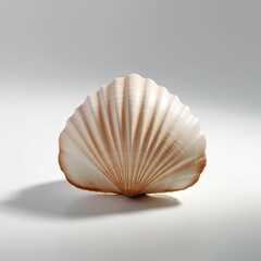 a single perfect seashell on a clean white surface, generative ai