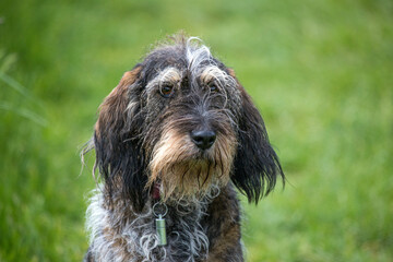 Chien de chasse courant de race Griffon Bleu de Gascogne