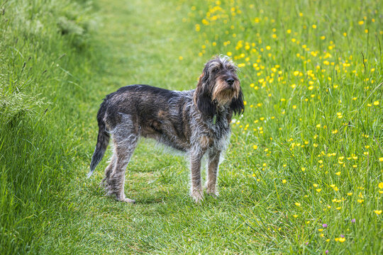 Chien de chasse courant, de race Griffon Bleu de Gascogne