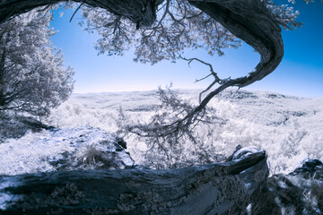 Panoramic wide angle tree branch with infrared white trees in background taken with infra red camera. 