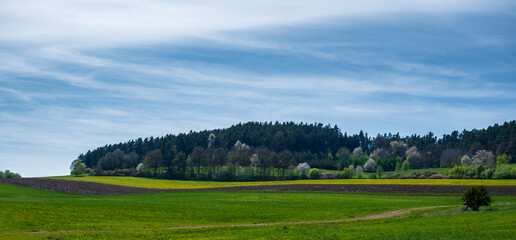 landscape with grass and blue sky