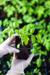 Women's hands in gloves hold a tomato seedling. Close-up. Seedling of tomato in seedling tray. Vertical